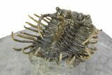 Well Prepared, Spiny Koneprusia Trilobite - Ofaten, Morocco #350531-5